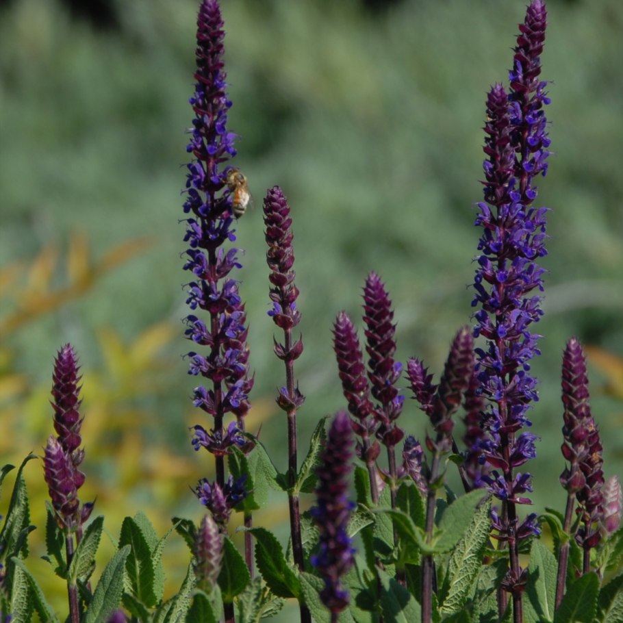 Шалфей Salvia officinalis PURPURASCENS