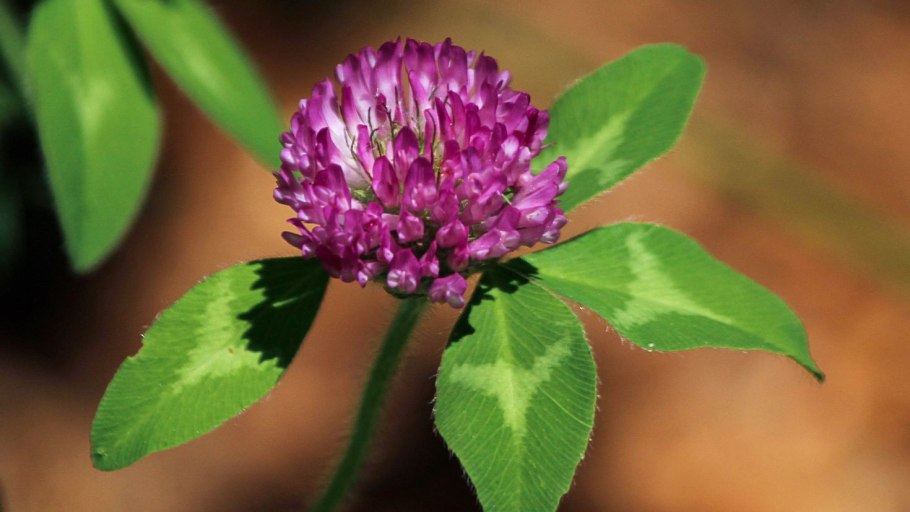 Клевер Луговой соцветие