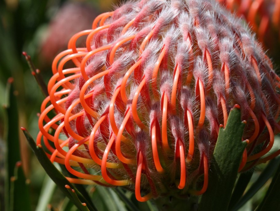 Растения экзоты Мадейры