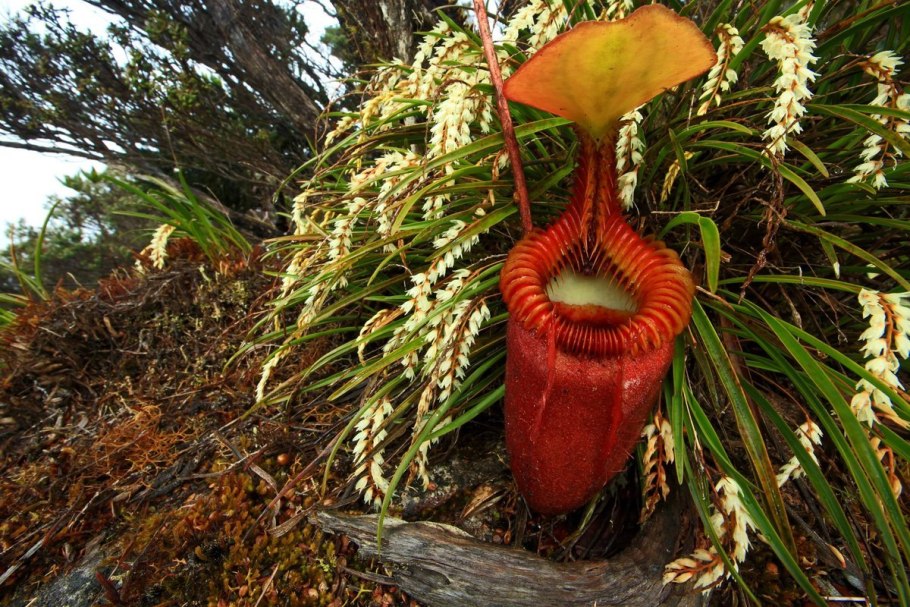 Непентес (кувшиночник) Nepenthes