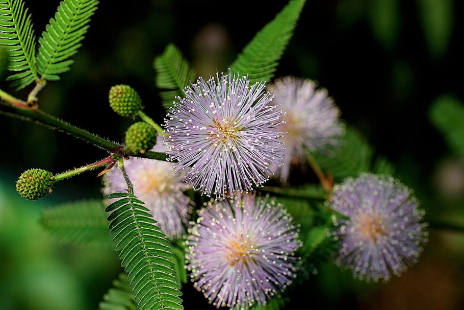 Мимоза стыдливая Mimosa pudica