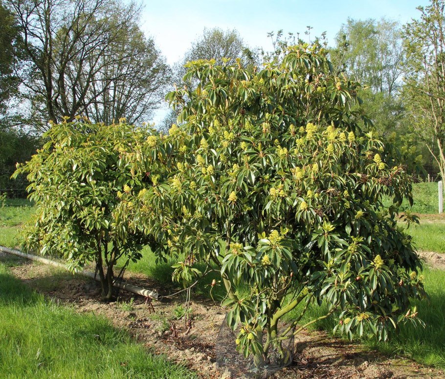 Trochodendron aralioides