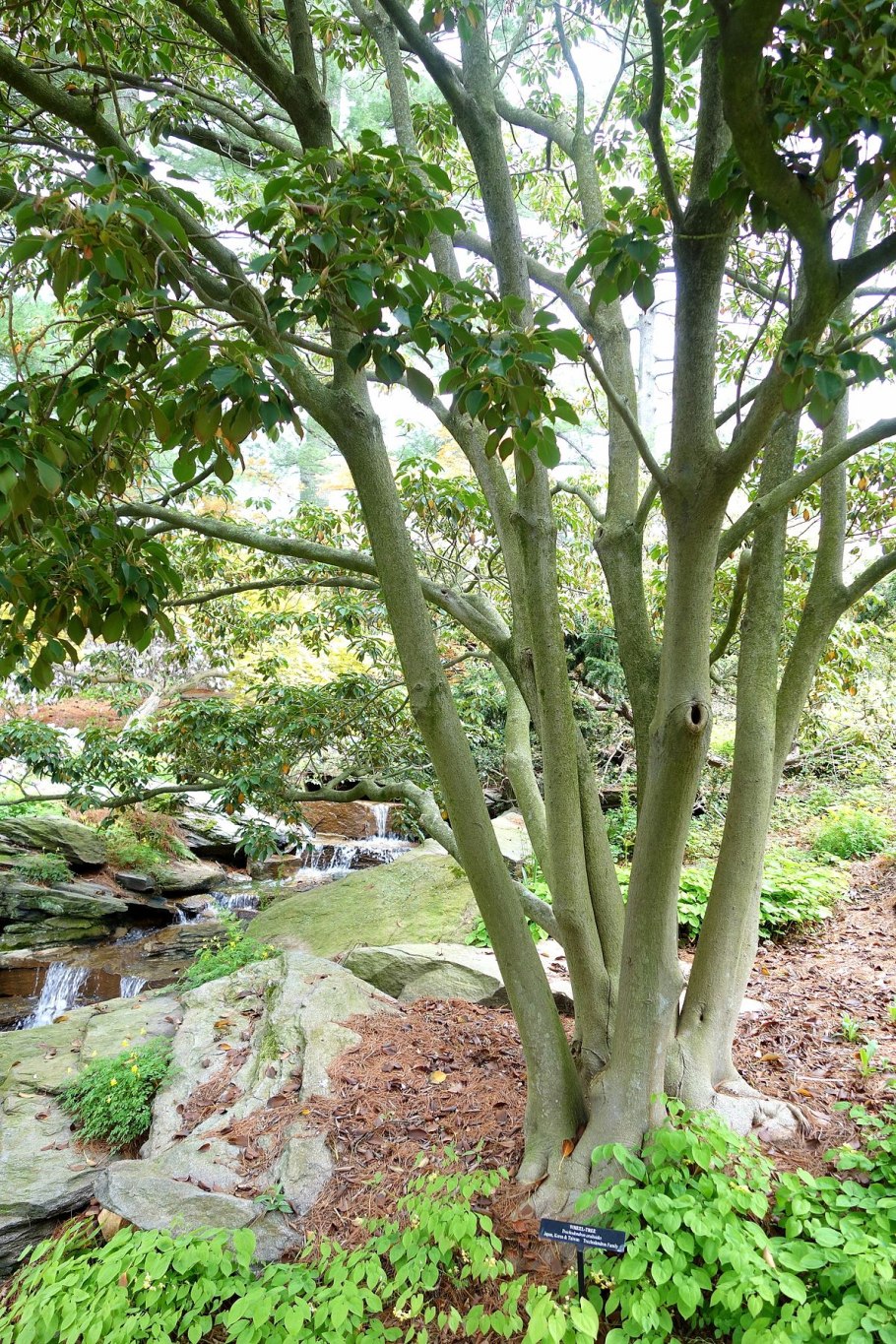 Кальмия куст