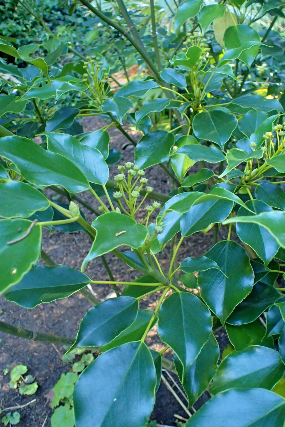 Dillhoffia cachensis