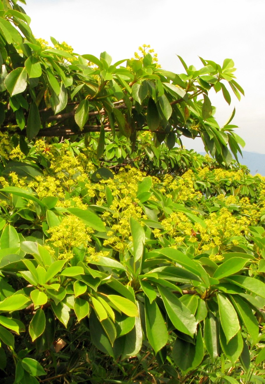 Trochodendron aralioides