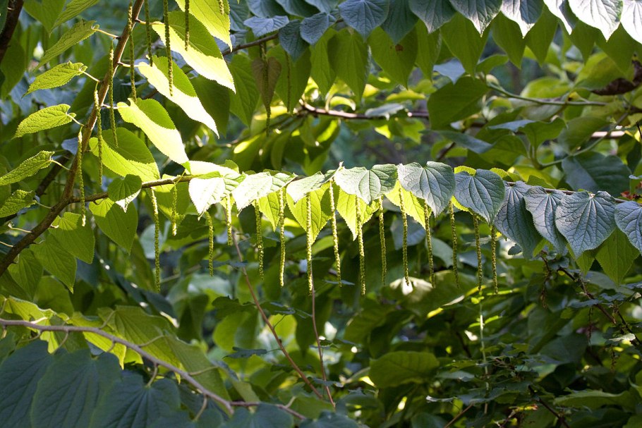 Цекропия фрукт