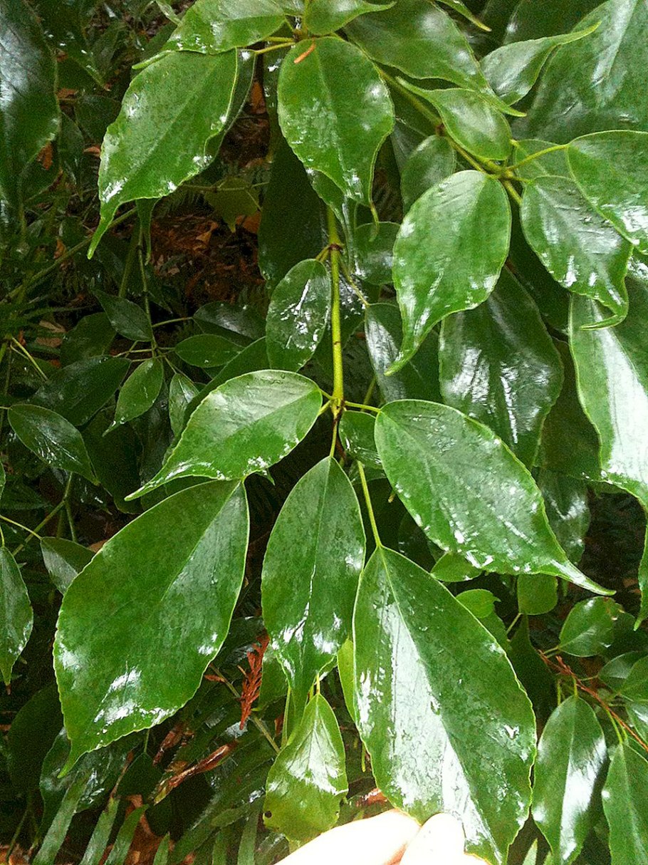 Tetrapanax papyrifer