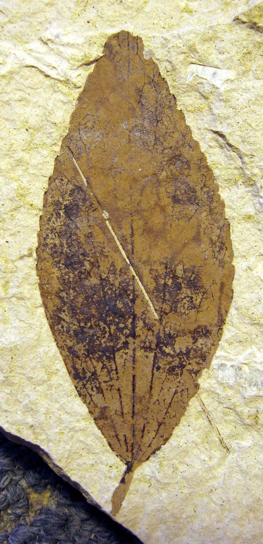 Цекропия лист