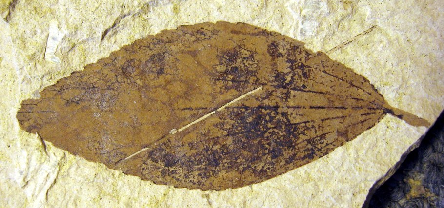 Liquidambar orientalis