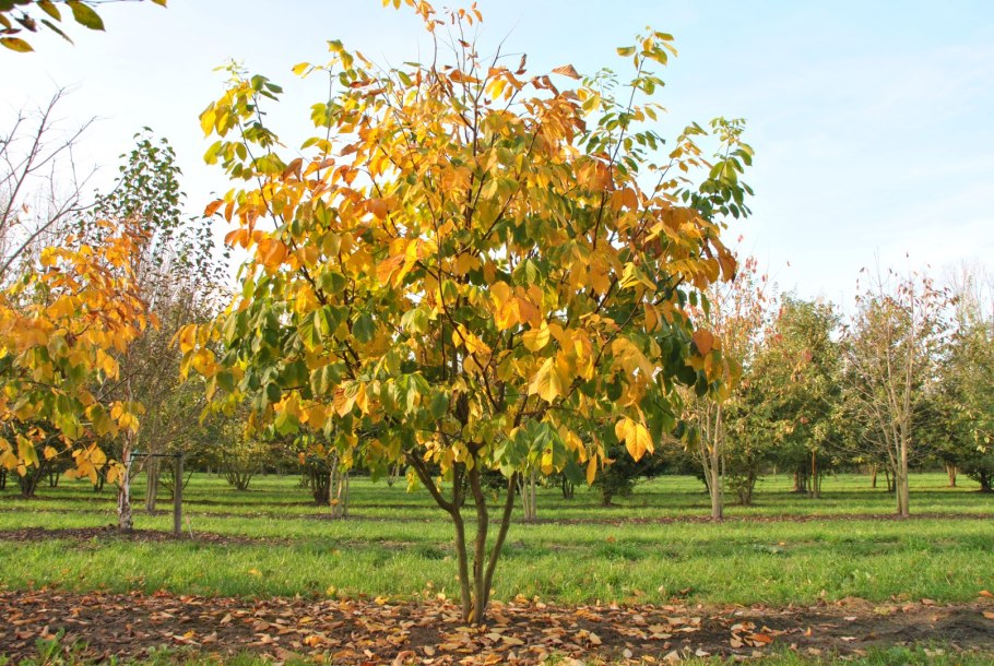 Дерево кладрастис