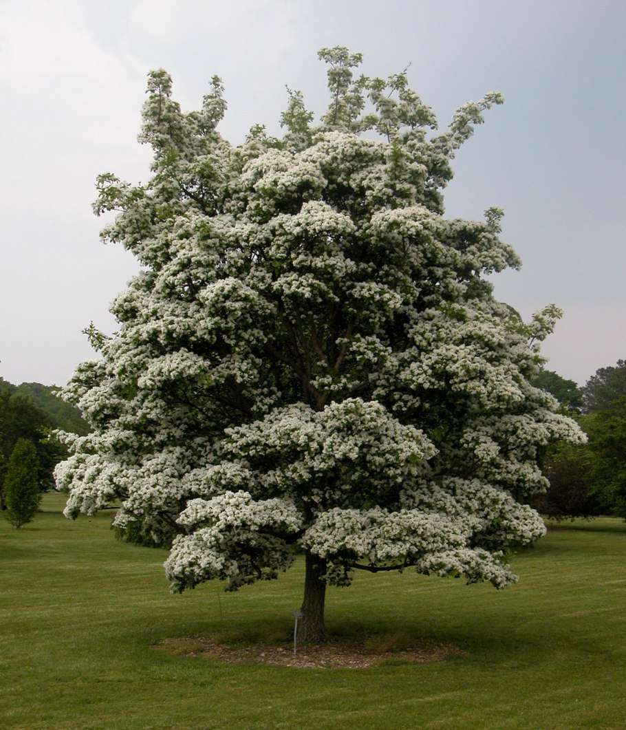 Американская Акация кладрастис