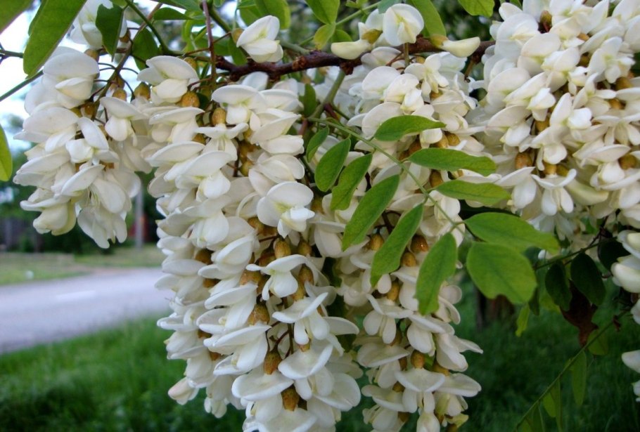 Белая Акация Робиния Лжеакация