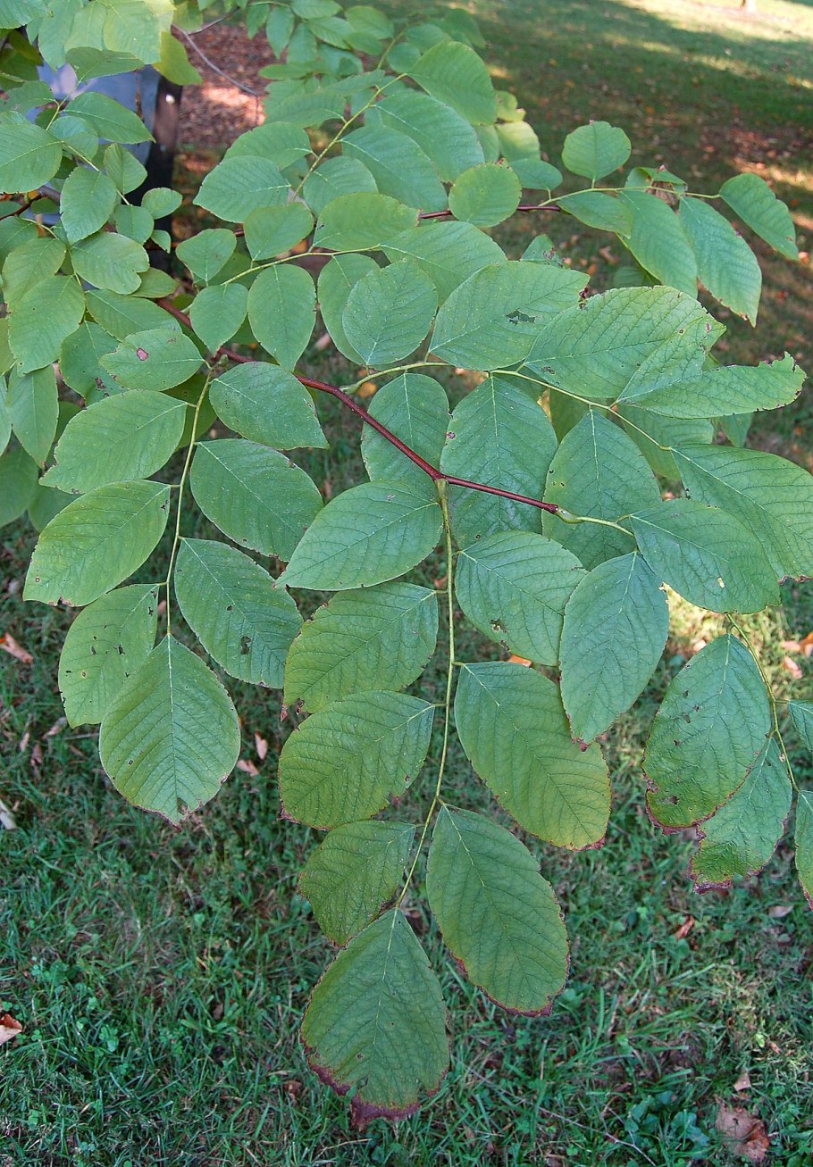 Трехлистная Акация