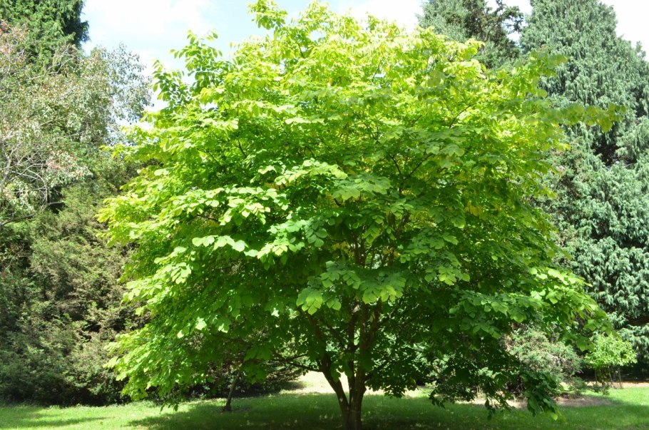 Кладрастис желтый