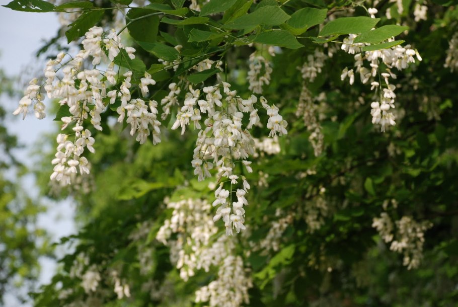 Дерево кладрастис