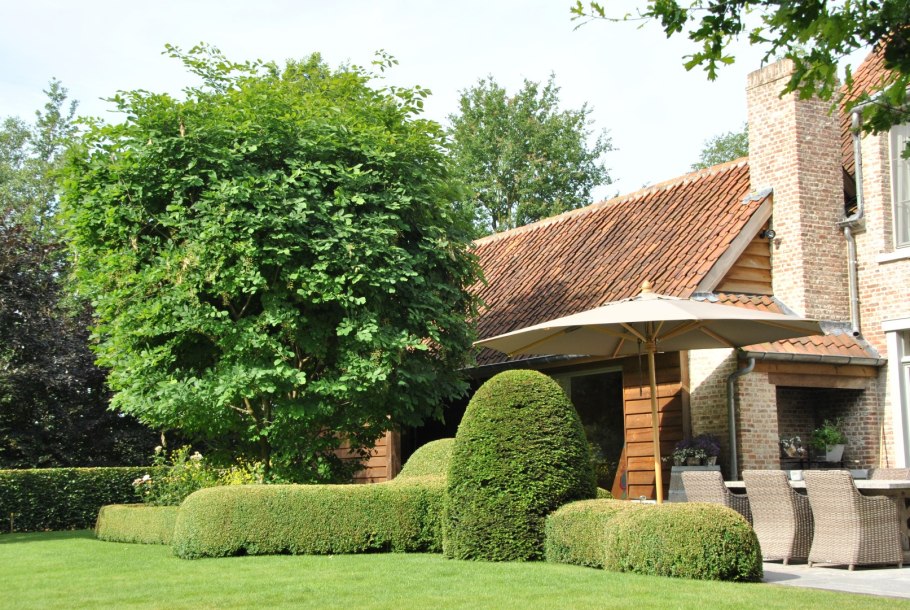 Американская Акация