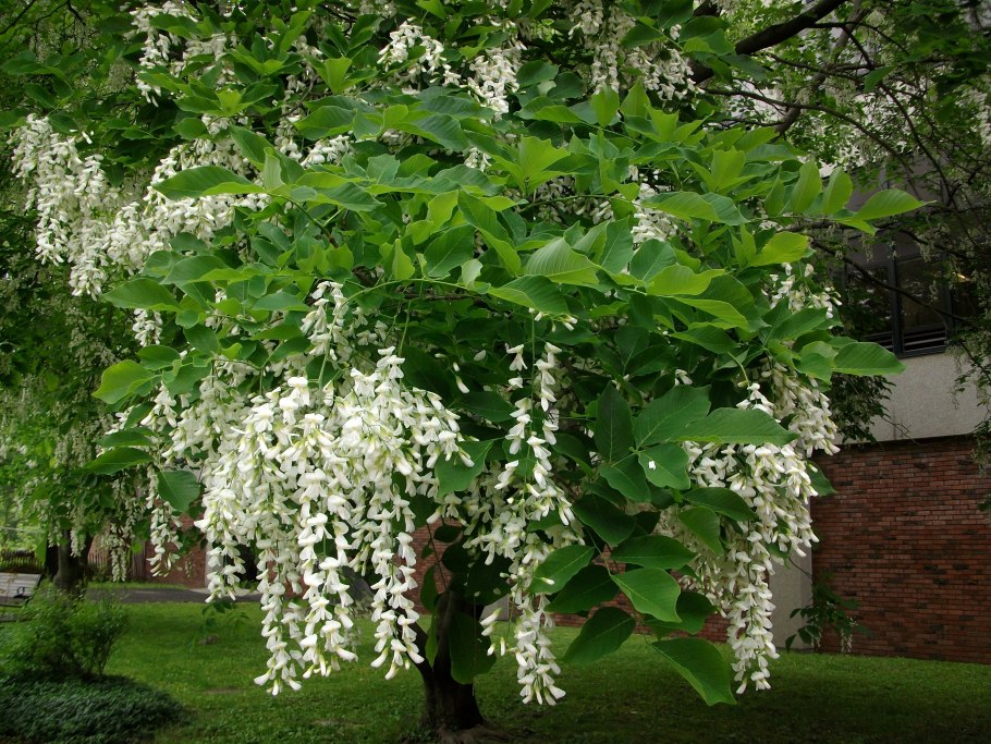 Американская Акация кладрастис