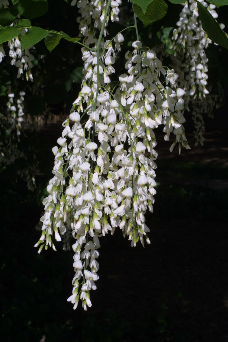 Кладрастис желтый