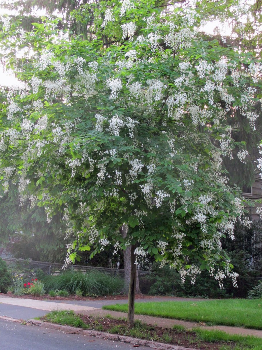 Cladrastis kentukea (lutea)