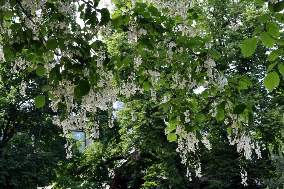 Дерево кладрастис