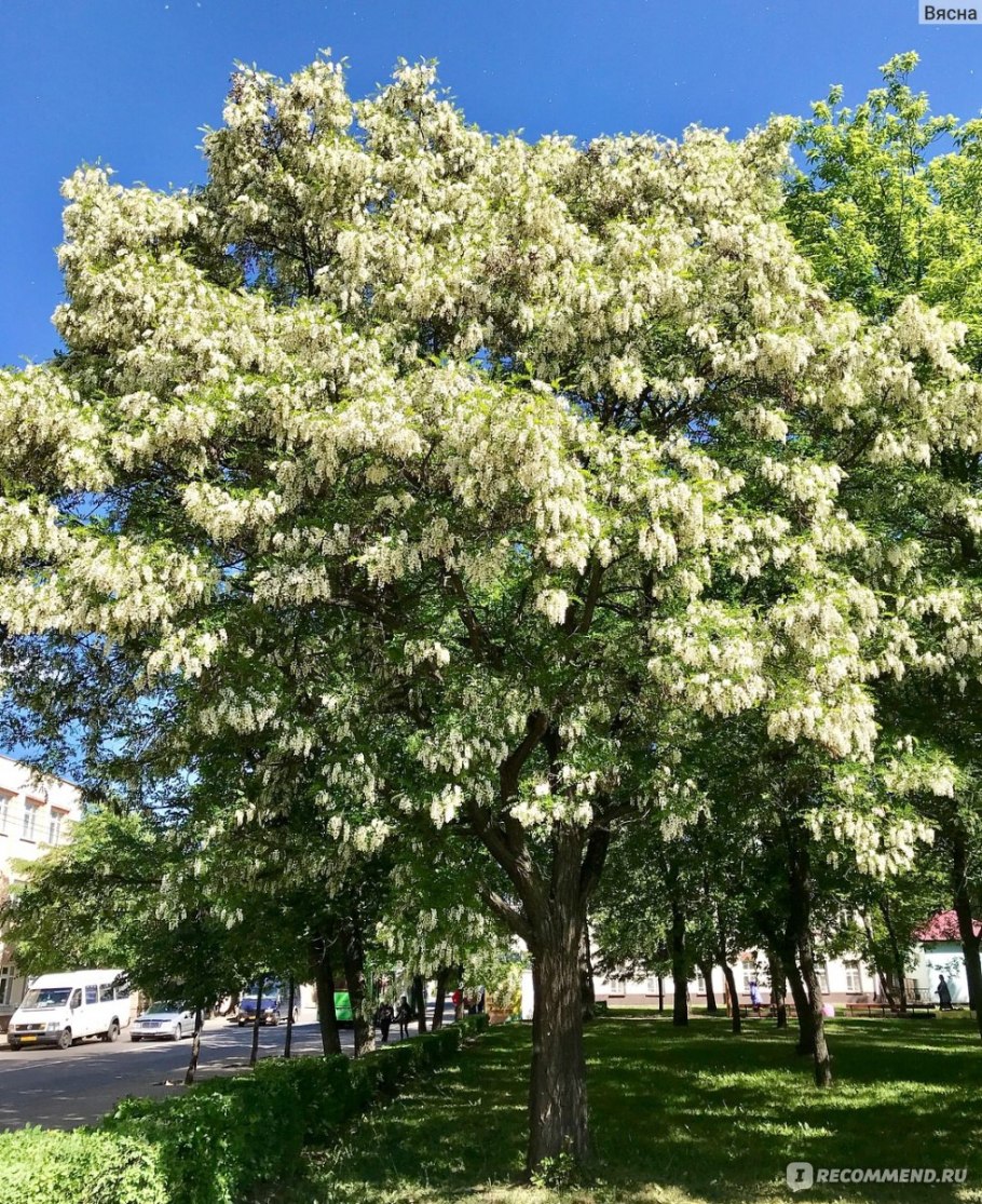 Акация белая (Robinia pseudoacacia)