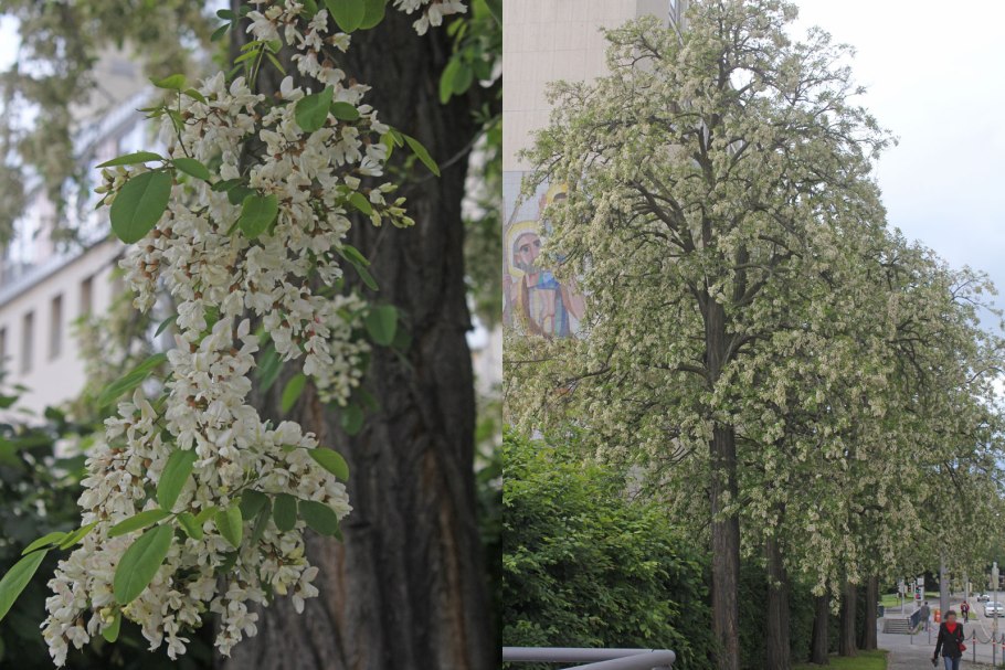 Робиния Лжеакация