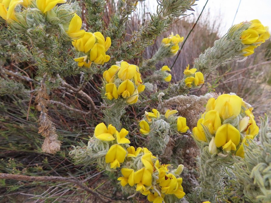 Аспалатус линейный цветки