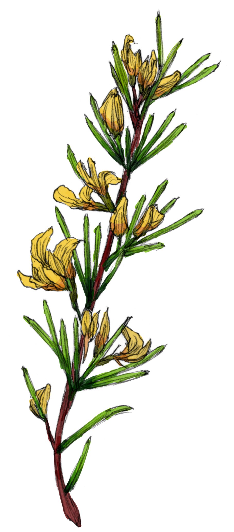 Aspalathus linearis семена