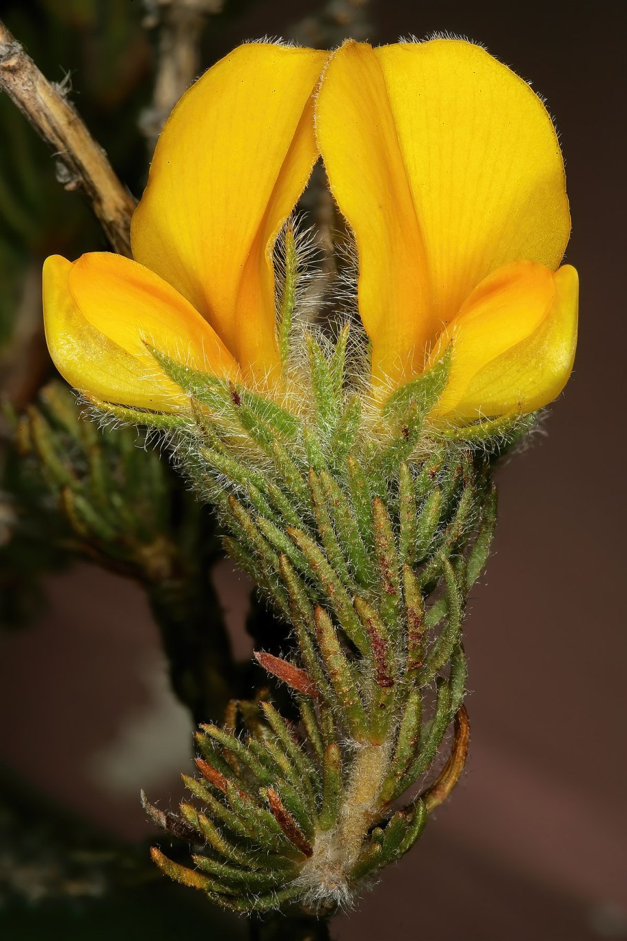 Бобовые многолетние кустарники