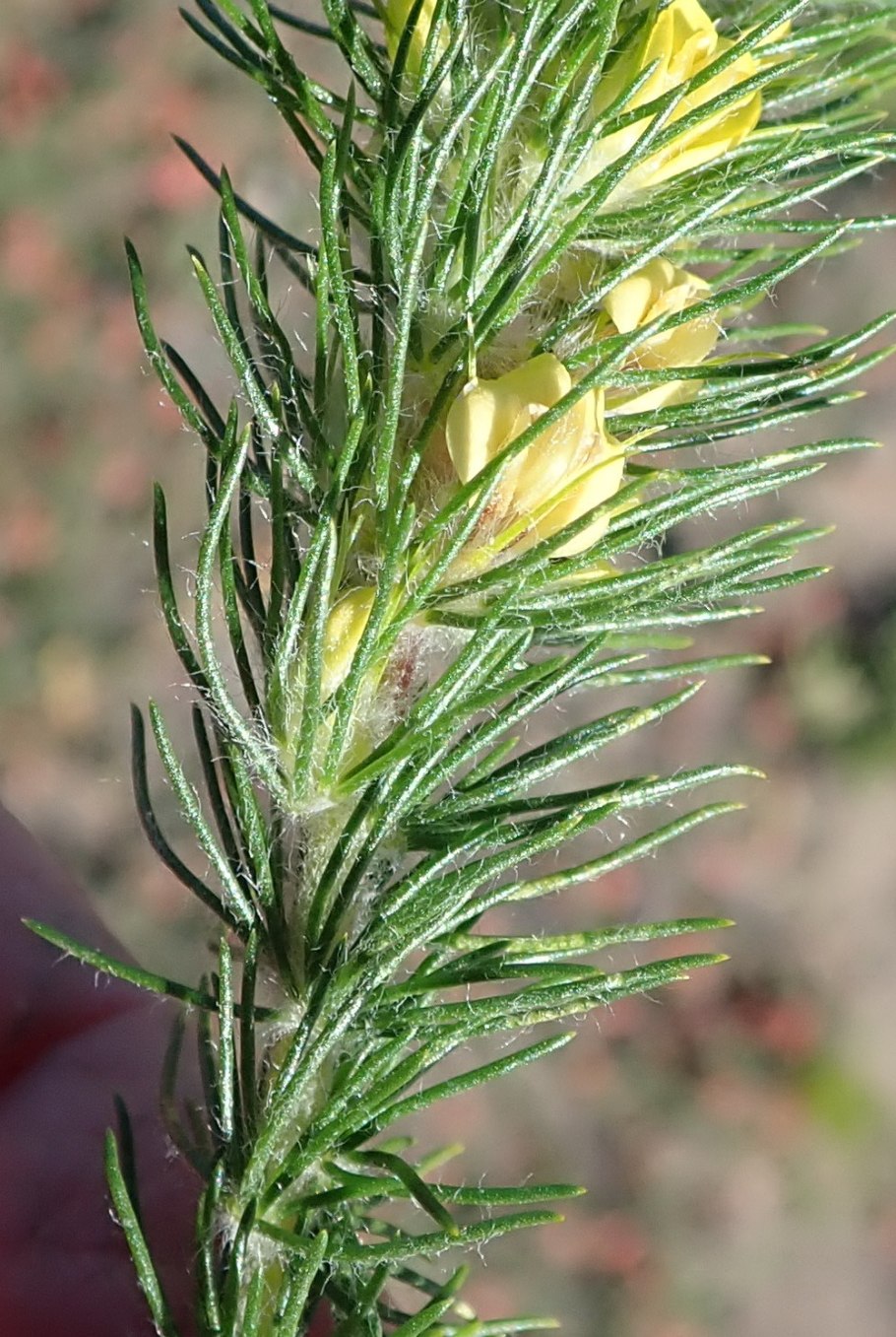 Ройбуш кустарник