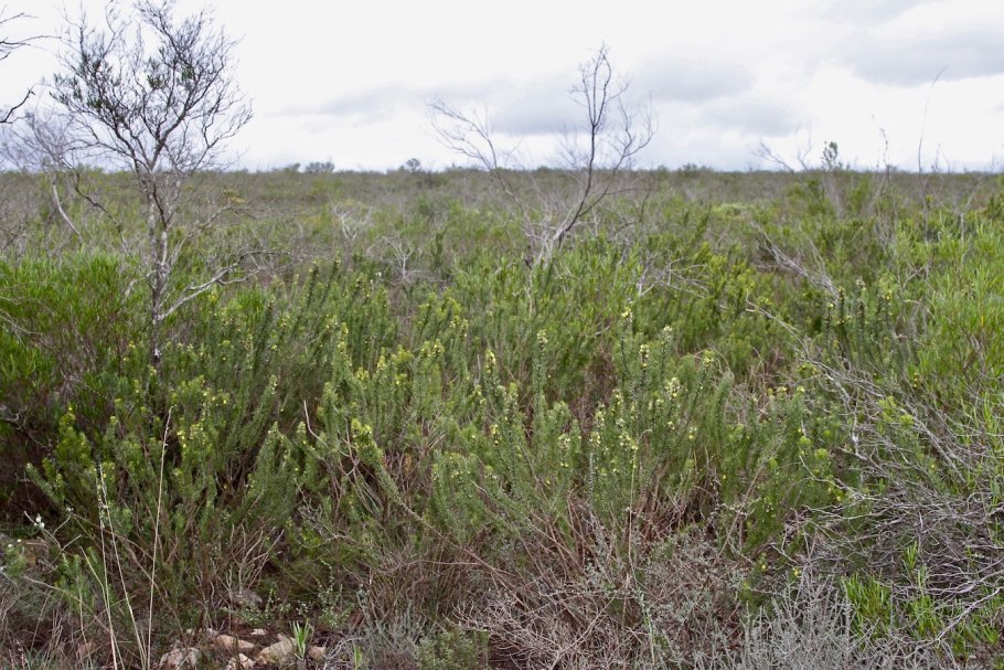 Ройбуш кустарник