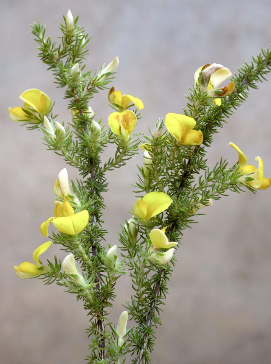 Аспалатус линейный ройбуш