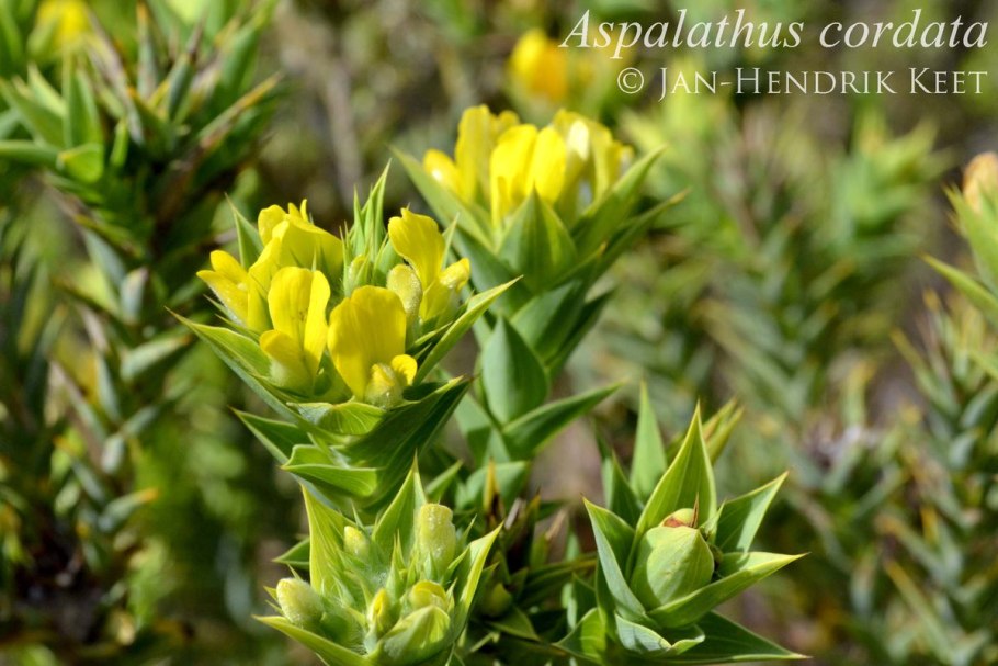 Аспалатус линейный ройбуш