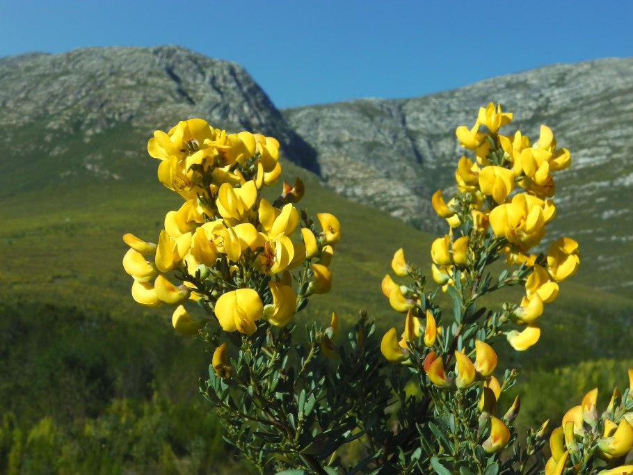 Аспалатус линейный