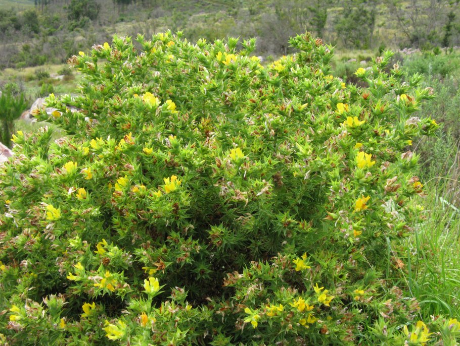 Аспалатус линейный в Африке