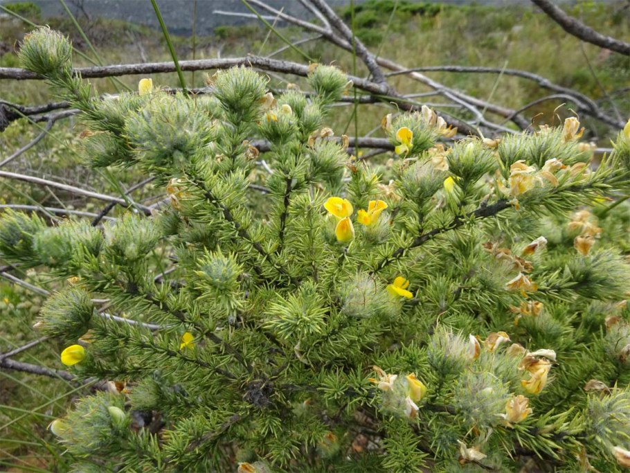 Аспалатус линеарис