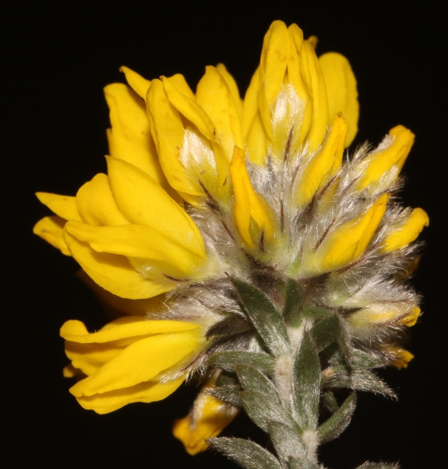 Aspalathus linearis семена