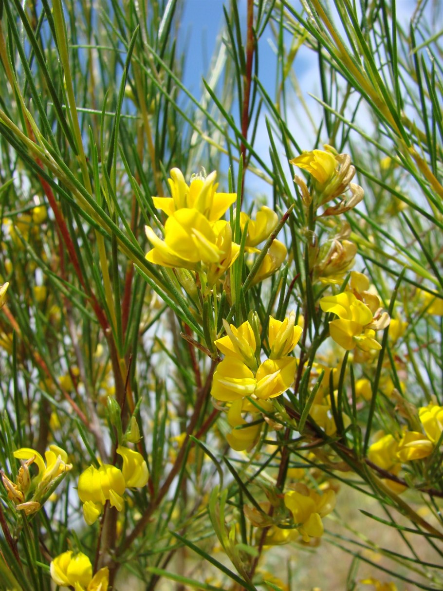 Аспалатус линейный ройбуш