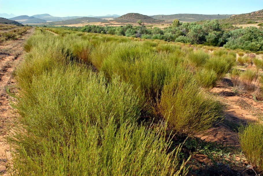 Куст ройбос