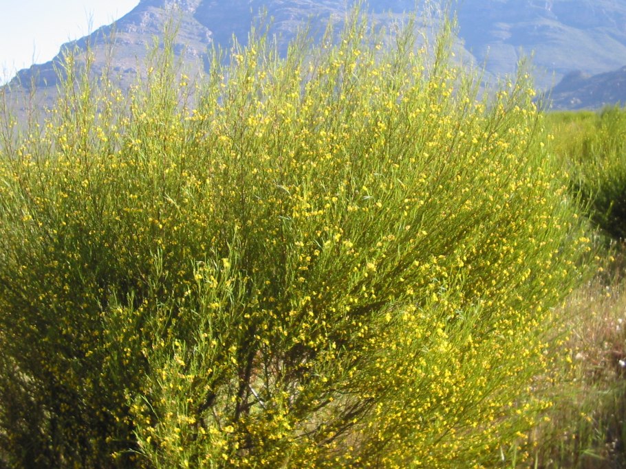 Аспалатус ройбуш