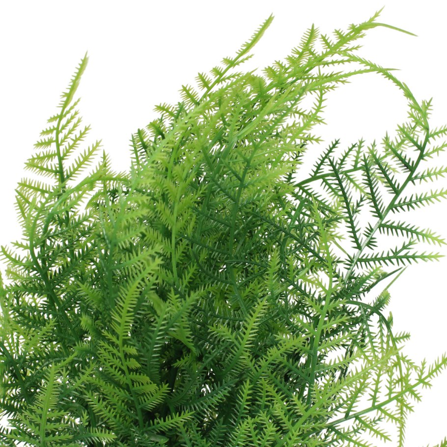 Питомник Laeta Sidera