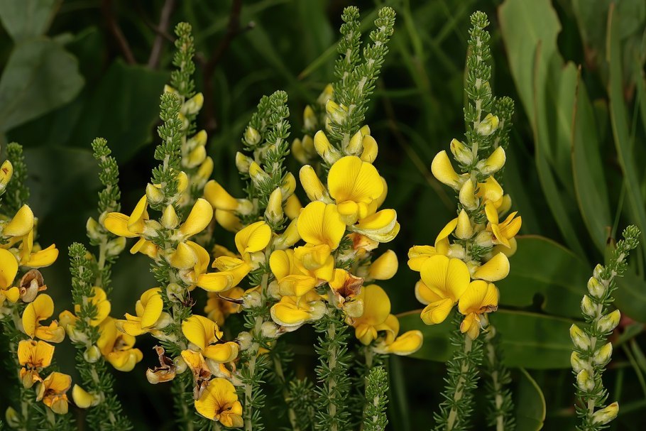 Myrothamnus flabellifolia