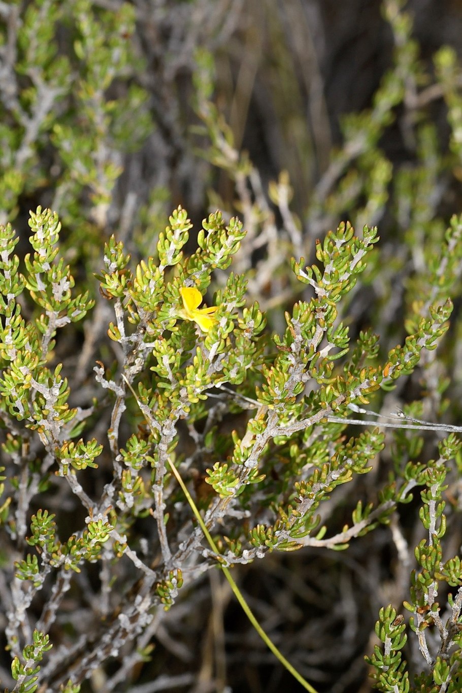 Ройбуш кустарник