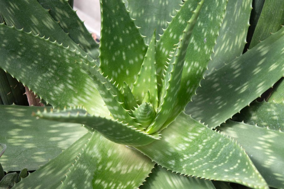 Алоэ Вера пятнистое