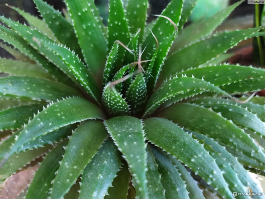 Алоэ аристата