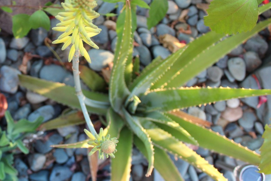 Длинный стелющийся алоэ