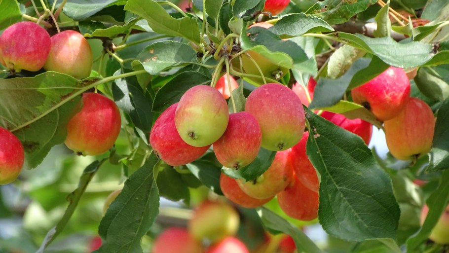 Яблоня Беркутовское (подвой 54-118 Полукарл.)