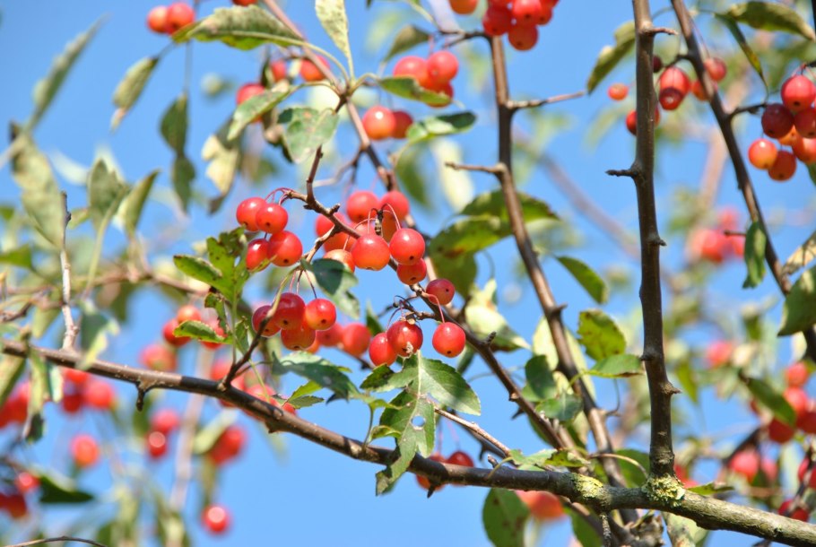 Malus toringoides