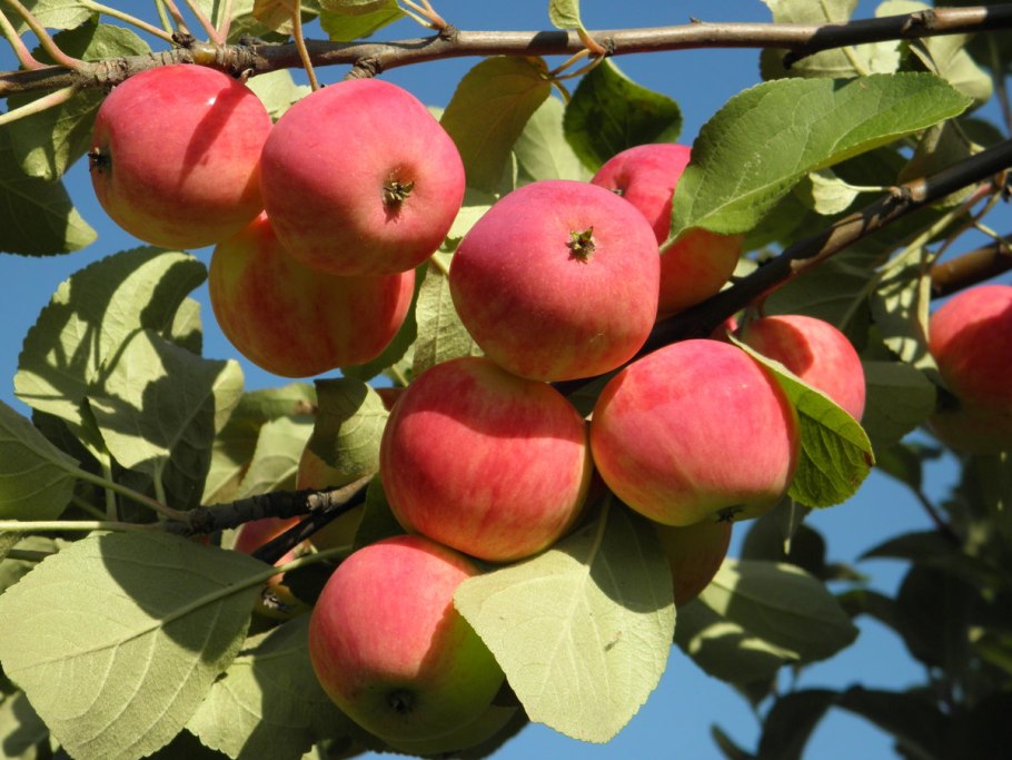 Яблоня Папировка 1-Летка Окс