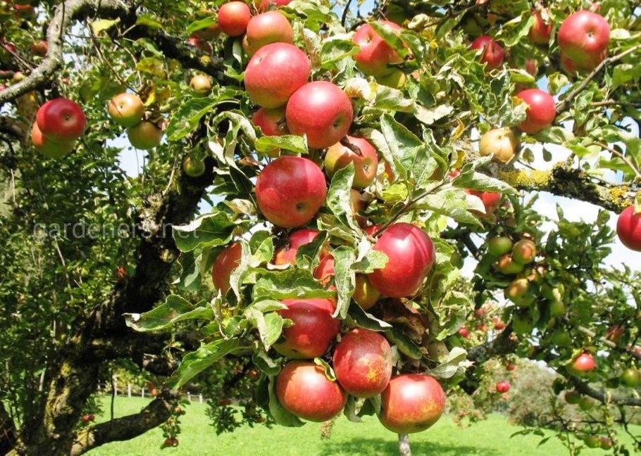 Яблоня Кузнецовское